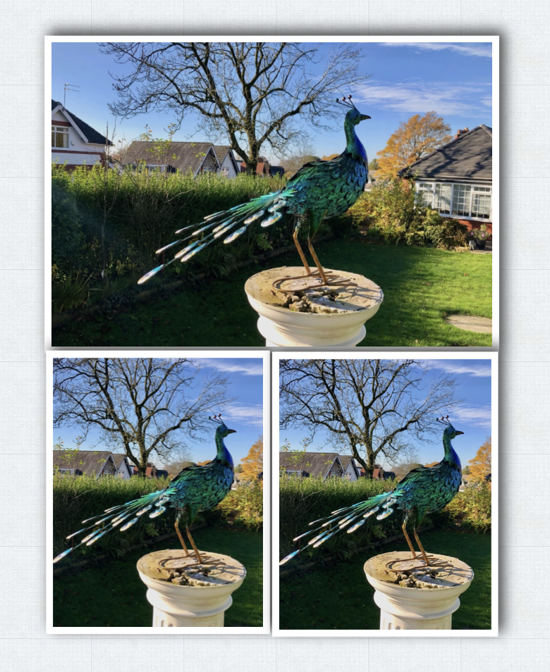 Large 64cm Exotic Bird Peacock Blue Decorative Garden Sculpture Statue Ornament looking forward