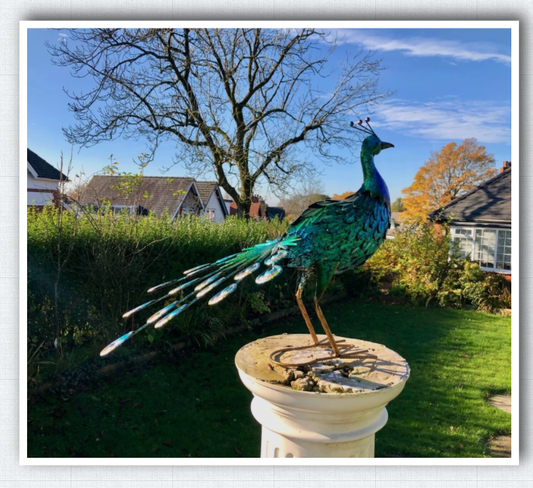 Large 64cm Exotic Bird Peacock Blue Decorative Garden Sculpture Statue Ornament looking forward