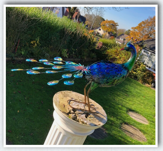 Large 64cm Exotic Bird Peacock Blue Decorative Garden Sculpture Statue Ornament